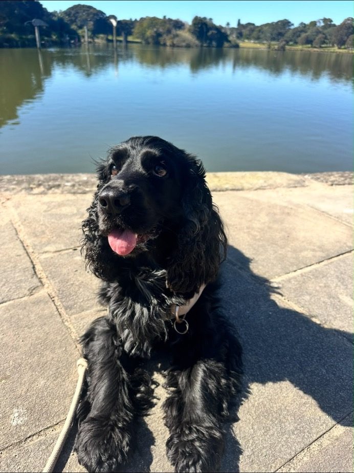A black cocker spaniel by the water
