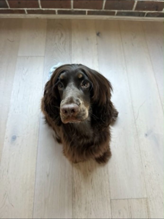A chocolate spaniel indoors