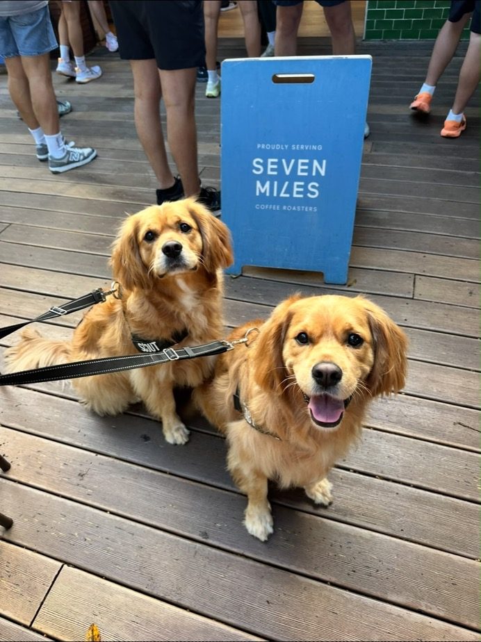 Two dogs waiting outside a cafe