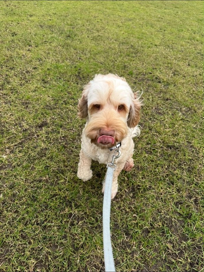 A cavoodle puppy on the grass