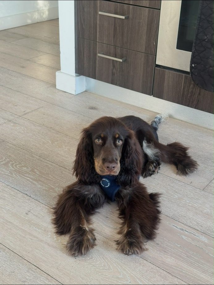 A dachshund in a plaid harness
