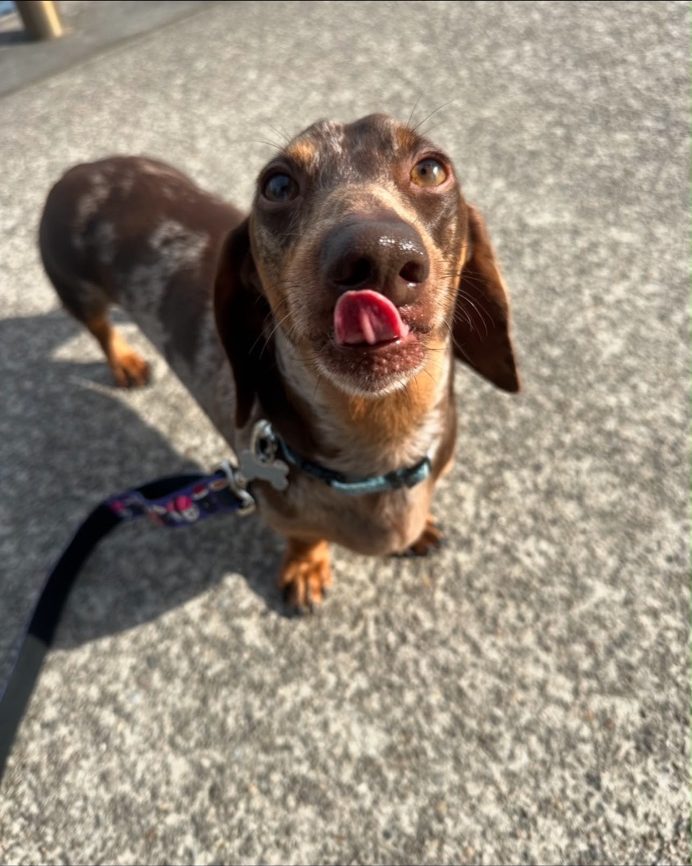 A dachshund out on a walk